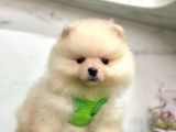 Evinizin Neşesi  Pomeranian Boo