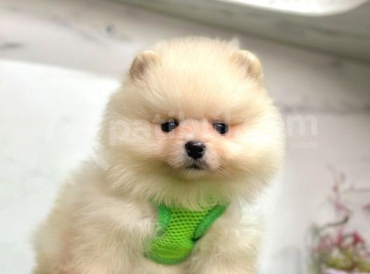 Evinizin Neşesi  Pomeranian Boo görsel