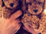 Toy Poodle