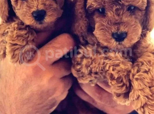Toy Poodle görsel