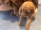 Toy poodle