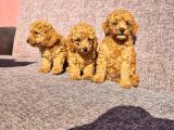 Toy Poodle