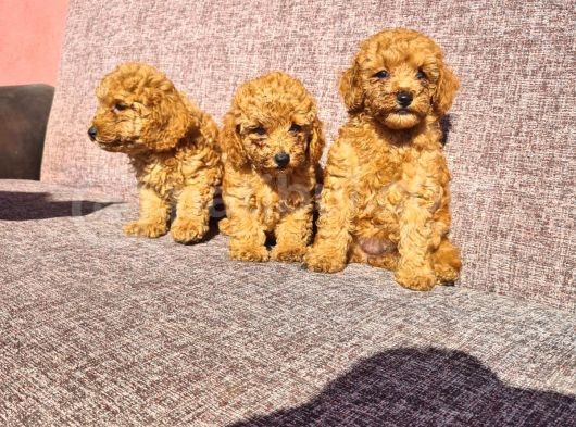 Toy Poodle görsel