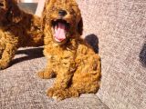 Toy Poodle