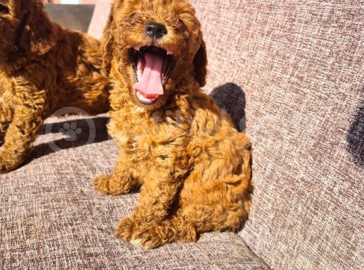 Toy Poodle görsel