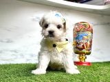 Maltese Terrier yavrularimiz