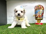 Maltese Terrier Yavrularimiz