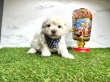 Maltese Terrier Yavrularimiz