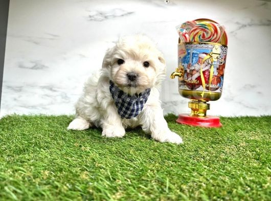 Maltese Terrier Yavrularimiz görsel