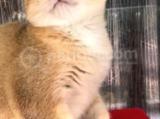 A Kalite Bri̇ti̇sh Shorthai̇r Golden  Yavru görsel