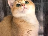 A Kalite BRİTİSH SHORTHAİR GOLDEN  yavru