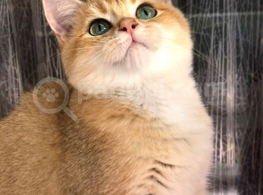 A Kalite Bri̇ti̇sh Shorthai̇r Golden  Yavru