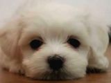 Orjinal Teacup Maltese