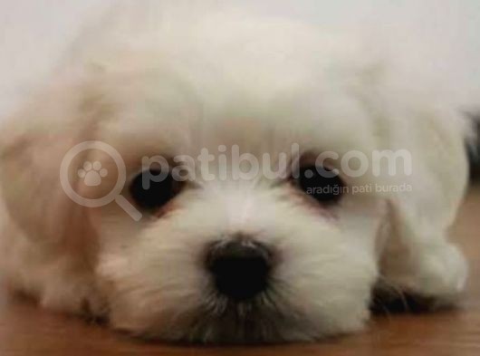 Orjinal Teacup Maltese görsel