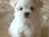 Orjinal Teacup Maltese