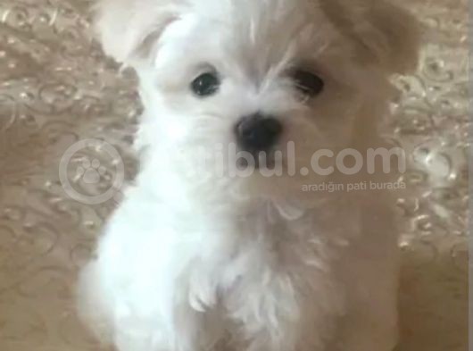 Orjinal Teacup Maltese görsel