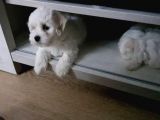 Orjinal Teacup Maltese