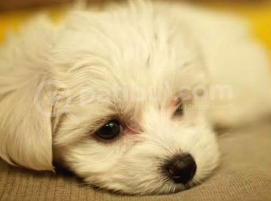 Orjinal Teacup Maltese görsel