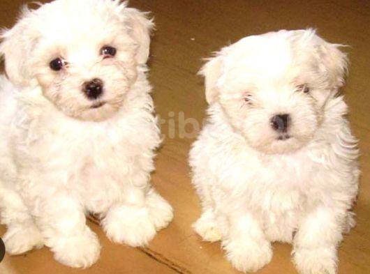 Orjinal Teacup Maltese