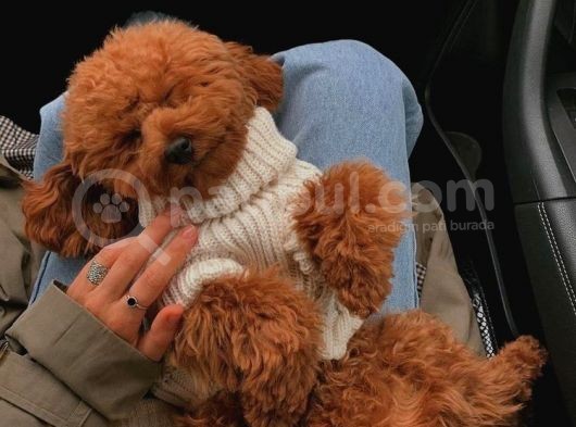 Toy Poodle Kaniş Orjinal Safkan Garantili Gerçek görsel