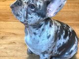 Merle Blue mavi gözlü özel fransızbulldog yavrular