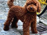 Toy Poodle Kaniş Orjinal Safkan Garantili Gerçek