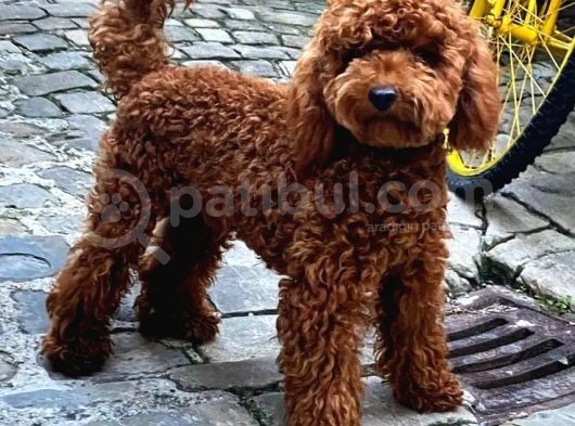 Toy Poodle Kaniş Orjinal Safkan Garantili Gerçek görsel