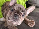 Merle Blue Mavi Gözlü Özel Fransızbulldog Yavrular