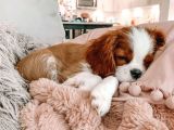Cavalier Kral Charles Kahve Beyaz Orjinal Safkan