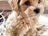 Maltipoo Orjinal Safkan Gerçek Tüy Dökmez F2 Jenerasyon