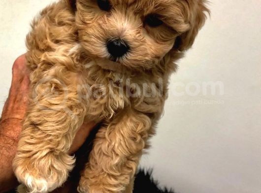 Maltipoo Orjinal Safkan Gerçek Tüy Dökmez F2 Jenerasyon görsel