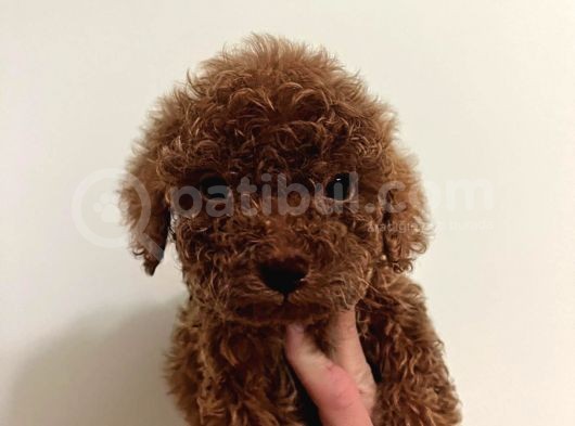 Toy Poddle Tatlış Bebekler