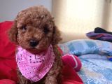 Orji̇nal Toy Poddle Yavrular