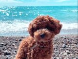Toy poodle kaniş Orjinal safkan garantili gerçek