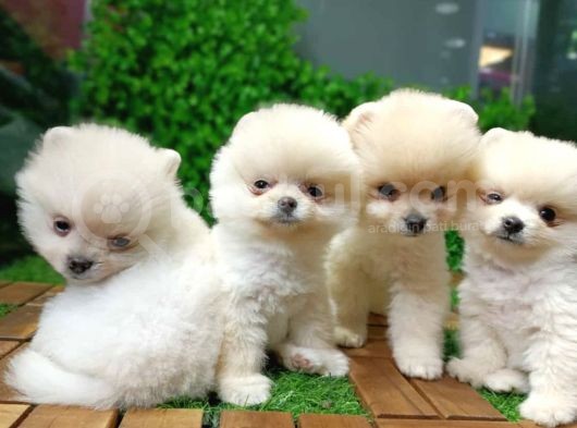 Orijinal Pomeranian Boo Yavrularımız görsel