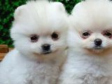 Orijinal Pomeranian BOO Yavrularımız