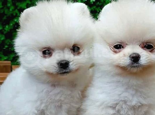 Orijinal Pomeranian Boo Yavrularımız