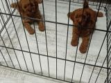Orijinal Erkek Teacup Toypoodle Yavrumuz
