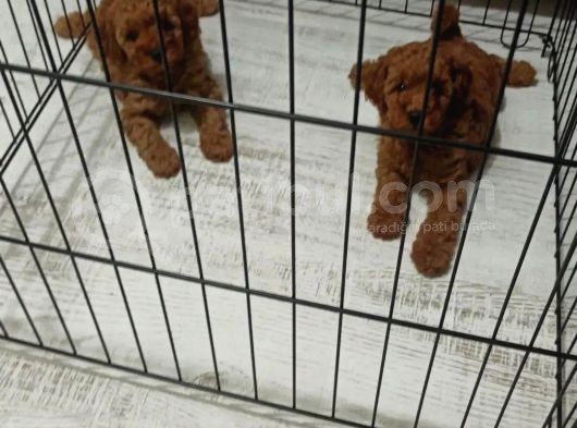 Orijinal Erkek Teacup Toypoodle Yavrumuz görsel