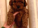 Orijinal Erkek Teacup Toypoodle Yavrumuz