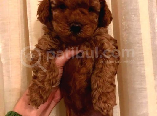Orijinal Erkek Teacup Toypoodle Yavrumuz görsel