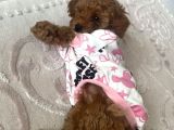 Orijinal erkek Teacup ToyPoodle yavrumuz