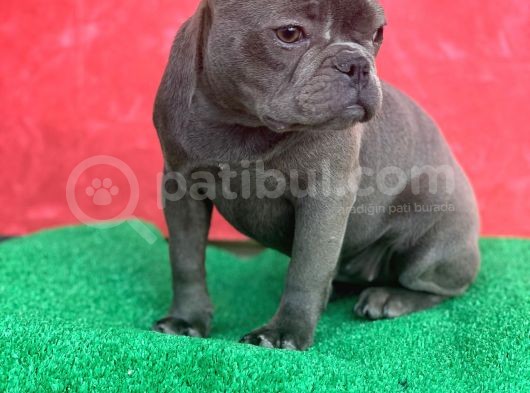 Güzeller Güzeli Dişi French Bulldog Blue Yavrumuz