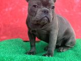 Güzeller Güzeli Dişi French Bulldog Blue Yavrumuz