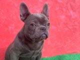 Güzeller Güzeli Dişi French Bulldog Blue Yavrumuz