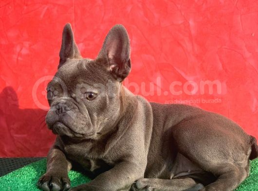 Güzeller Güzeli Dişi French Bulldog Blue Yavrumuz görsel