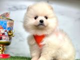 Ayıcık Surat Boo Pomeranian Yavrular