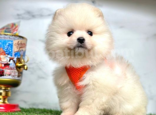 Ayıcık Surat Boo Pomeranian Yavrular