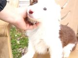 Border Collie Yavrular