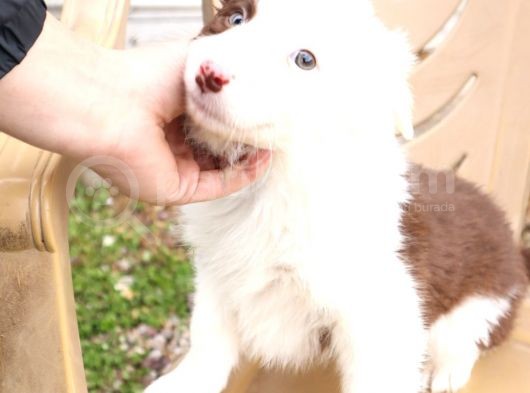 Border Collie Yavrular görsel